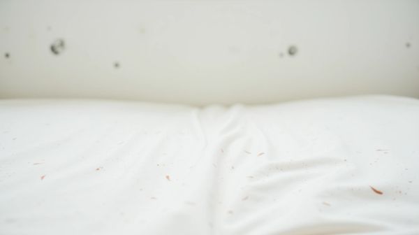 Traces de punaises de lit : les signes alarmants à identifier